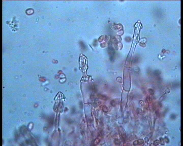 Cystoderma terreyi  var. nogalesii    Ban.Beltr. & Hein.